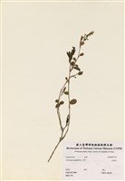 藏品(煉莢豆)的圖片